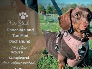 Miniature Dachshund dogs - Advert 17