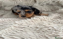 Miniature Dachshund dogs for sale: Long haired mini male dachshunds pups KC reg  - Image 2