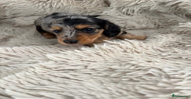 Miniature Dachshund dogs - Advert 3