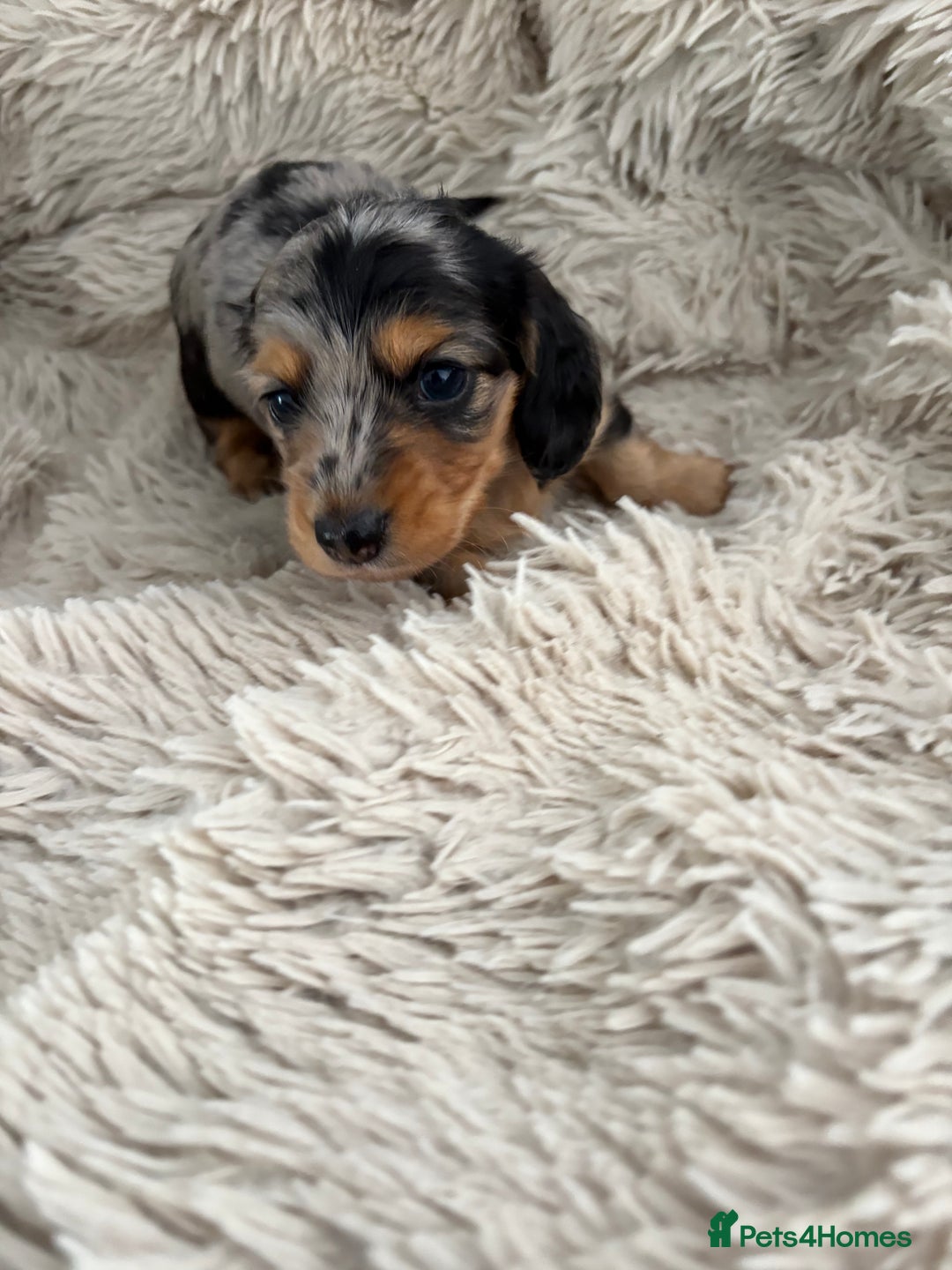 Miniature Dachshund dogs for sale: Long haired mini male dachshunds pups KC reg  - Image 2