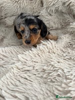Miniature Dachshund dogs - Advert 5