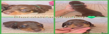 Chocolate and tan male 