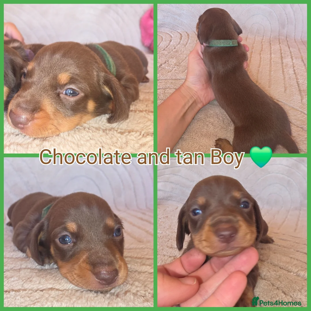 Miniature Dachshund dogs for sale: KC mini dachshund pups  - Advert 10