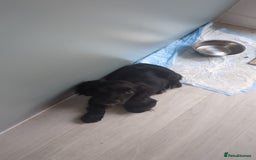 Cocker Spaniel dogs for sale: 12 Week old Cocker Spaniel  - Image 4