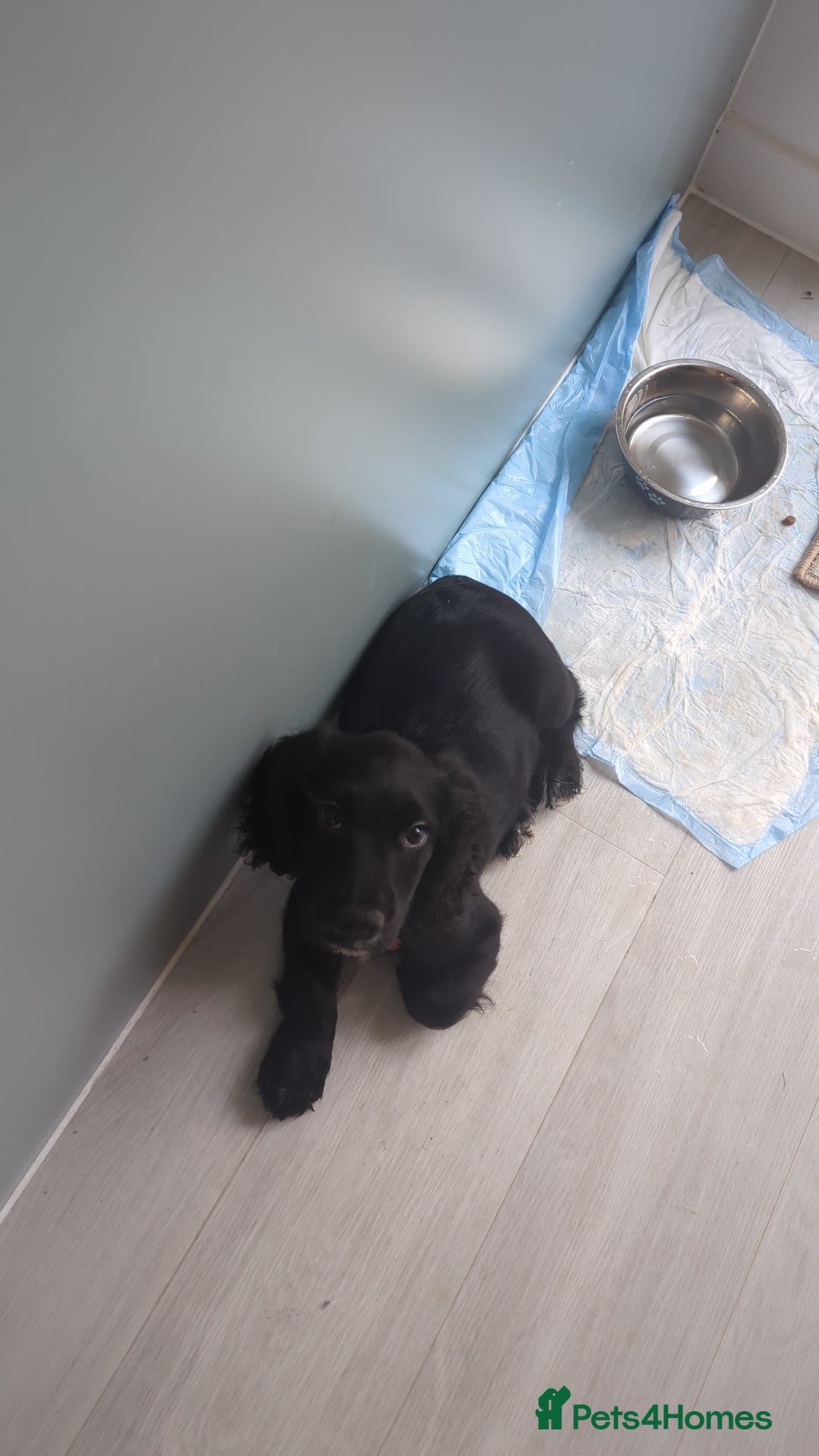 Cocker Spaniel dogs for sale: 12 Week old Cocker Spaniel  - Image 4