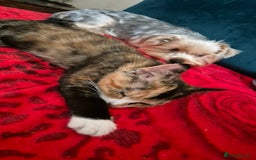 Mixed Breed cats for sale: Little cat  - Image 2