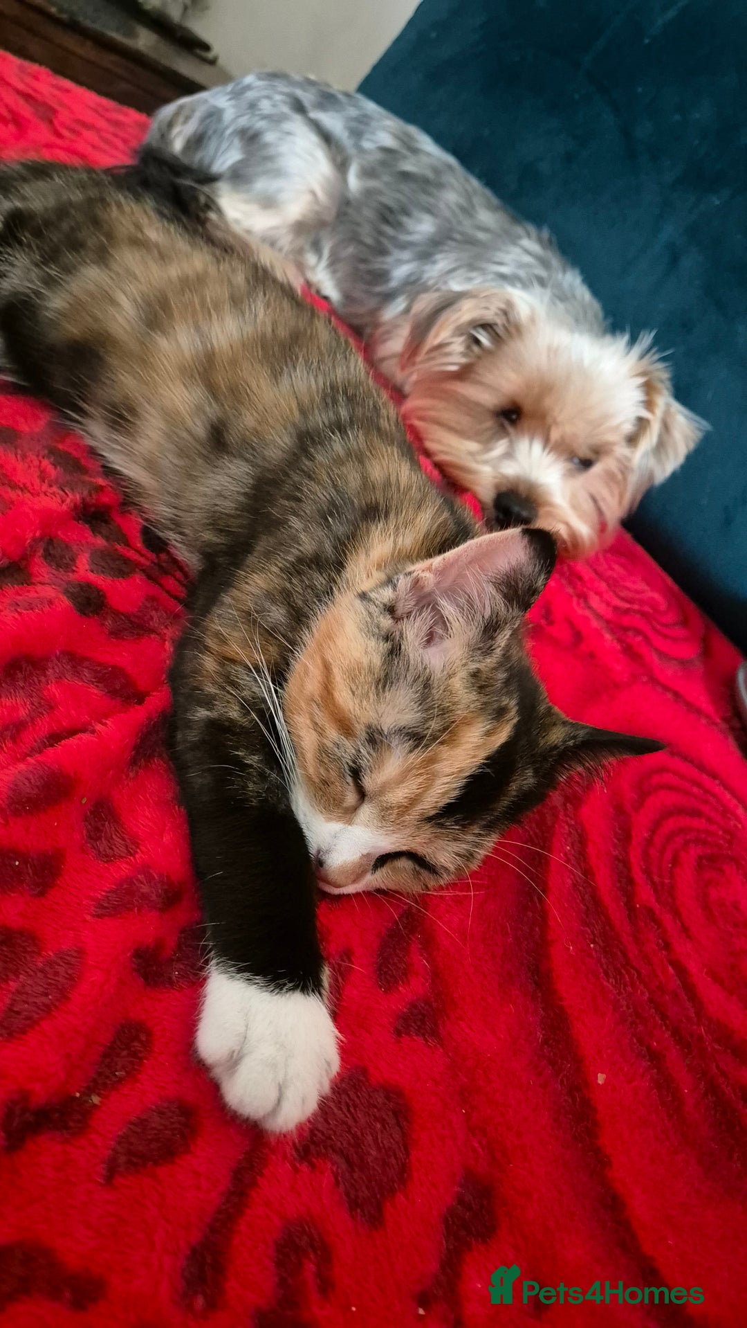 Mixed Breed cats for sale: Little cat  - Image 2