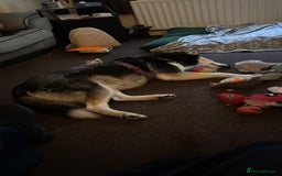Siberian Husky dogs for sale: Siberian Husky  - Image 5