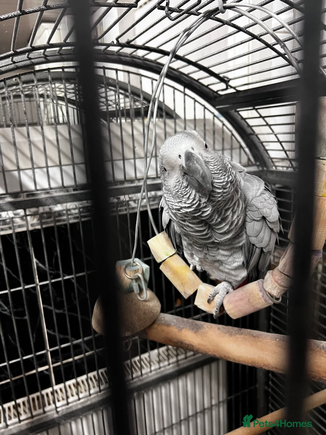 Parrots birds for sale: African grey parrot 12 years old  in Manchester - Advert 3