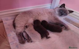 British Shorthair cats for sale: British Shorthair Kittens - Image 26