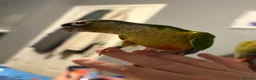 Conures birds for sale: Beautiful hand reared conure babies in Darlington - Advert 15