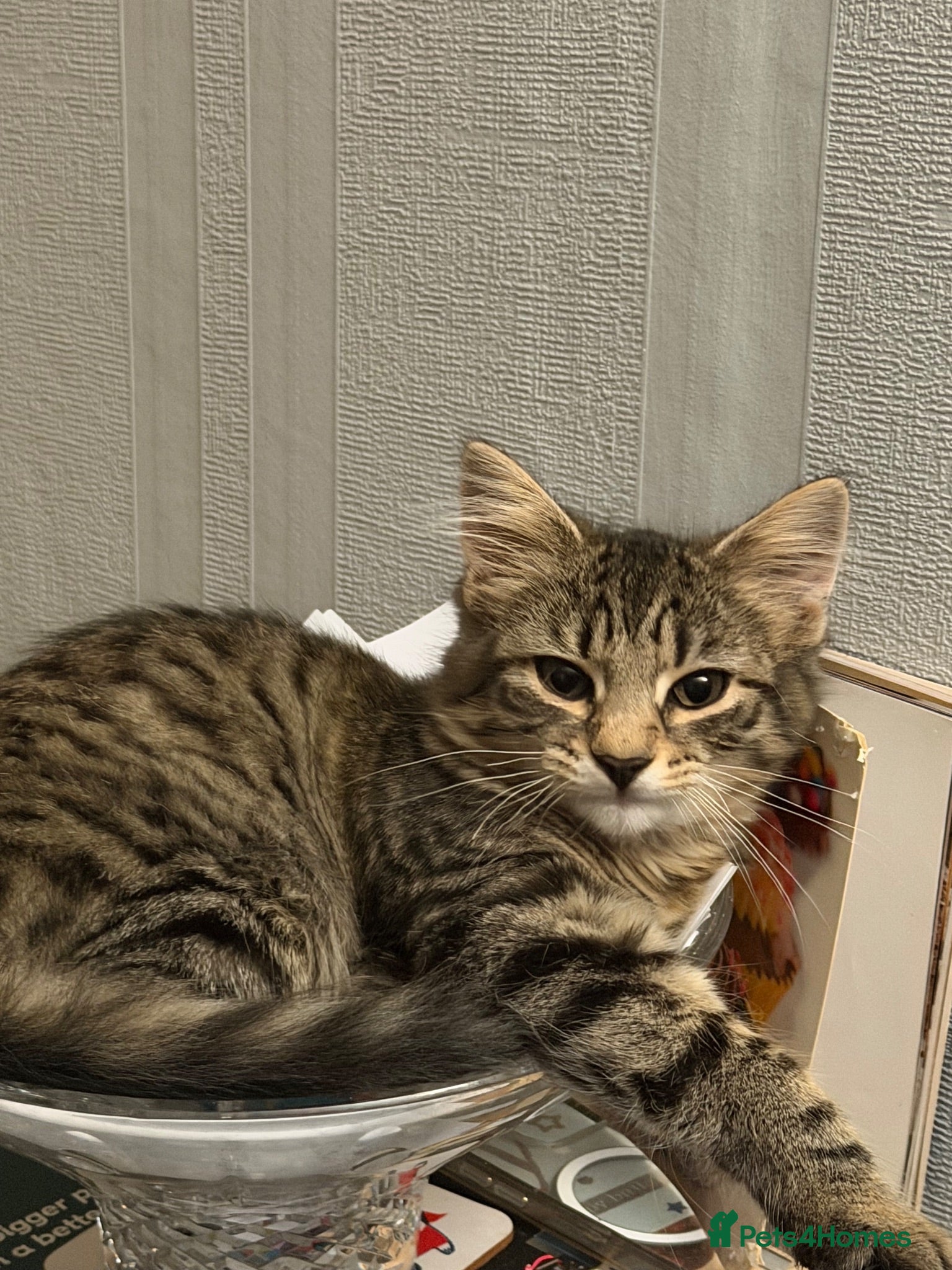 Mixed Breed cats Tabby Kittens looking for there forever home - Advert 6
