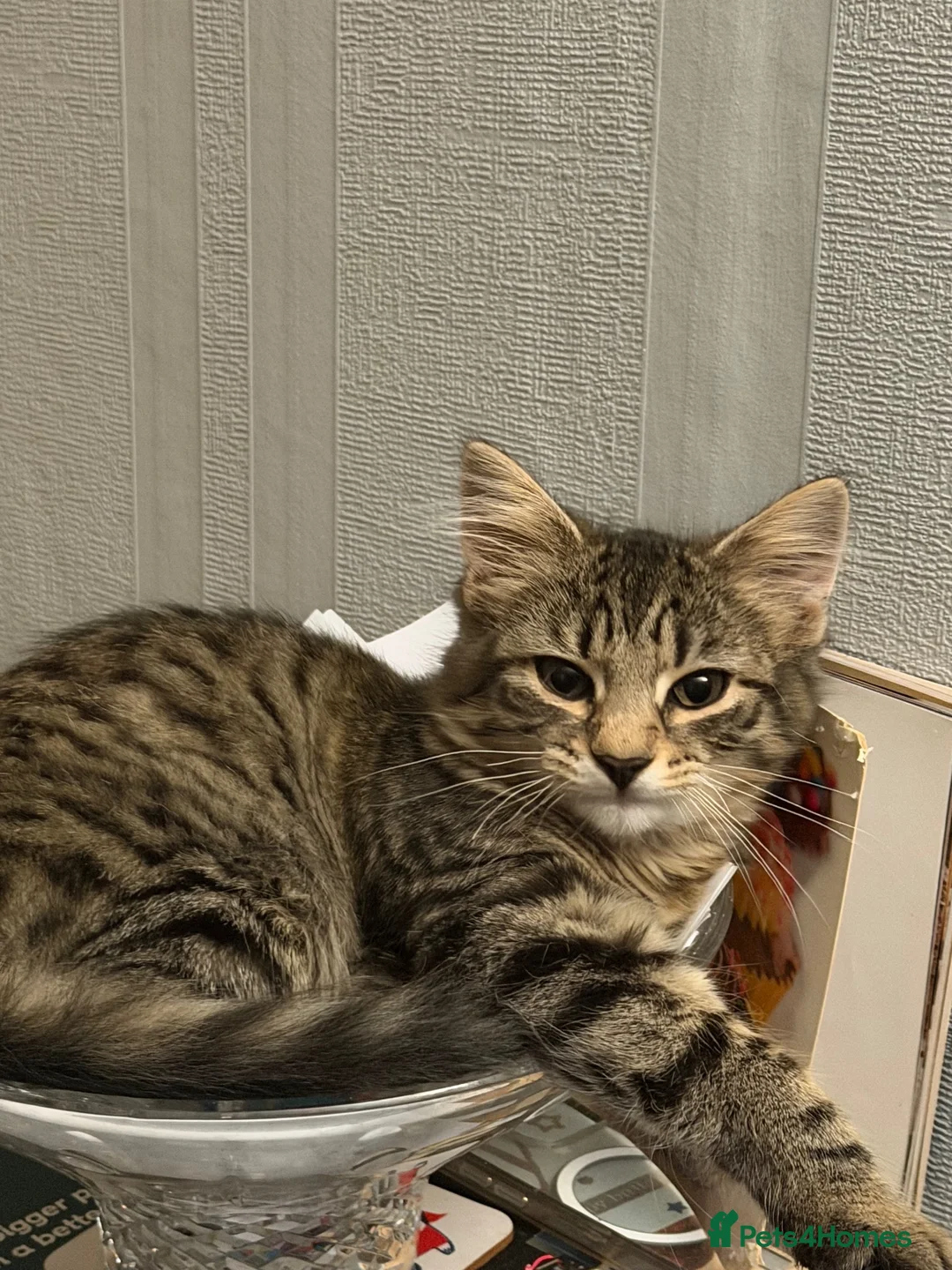 Mixed Breed cats for sale: Tabby Kittens looking for there forever home - Advert 1
