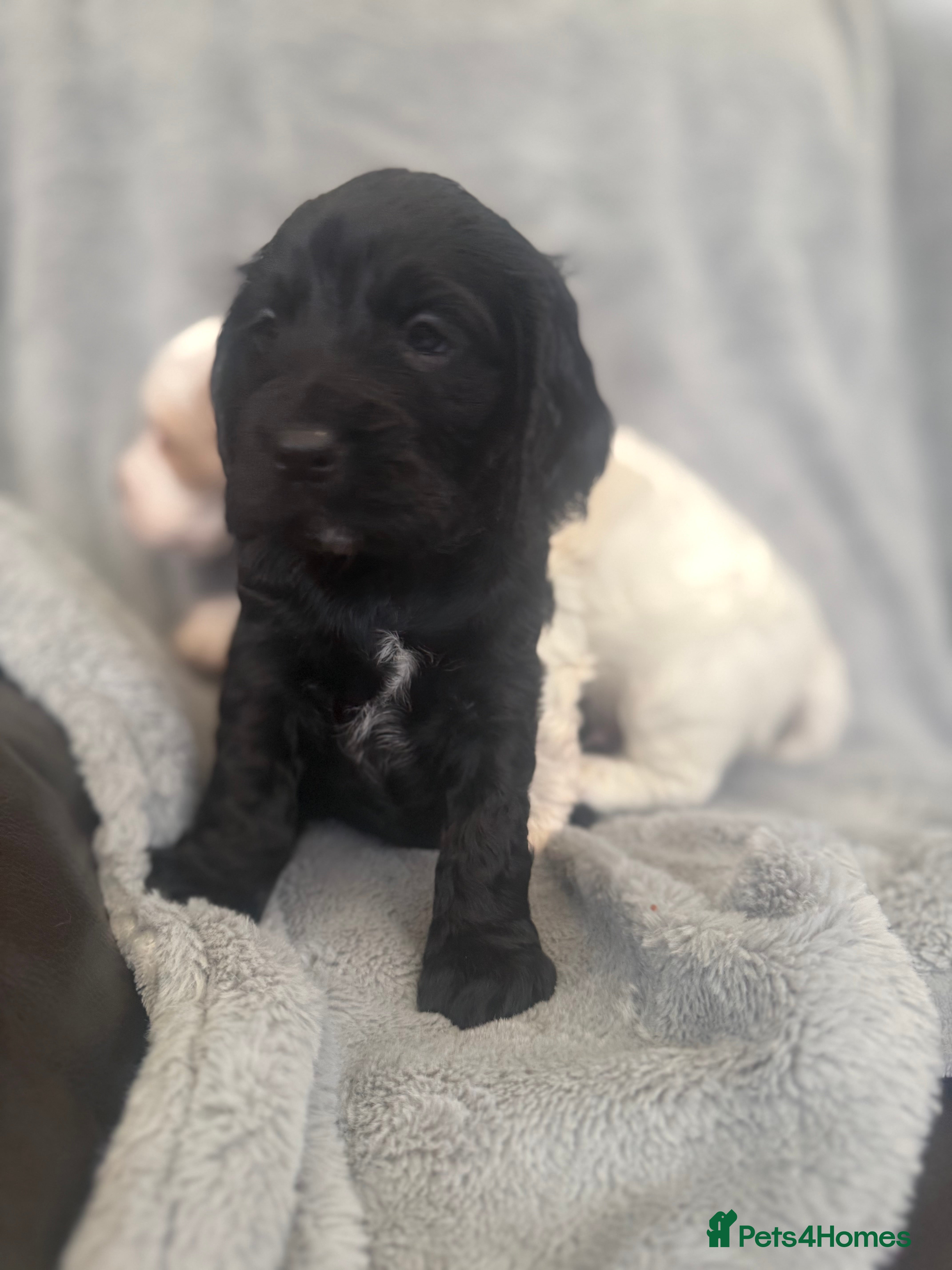 Cocker Spaniel dogs ONLY 1 LEFT! Exceptional Cocker Spaniel Puppies - Advert 9