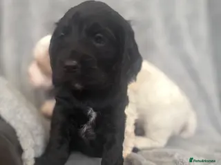 Cocker Spaniel dogs ONLY 1 LEFT! Exceptional Cocker Spaniel Puppies - Advert 9