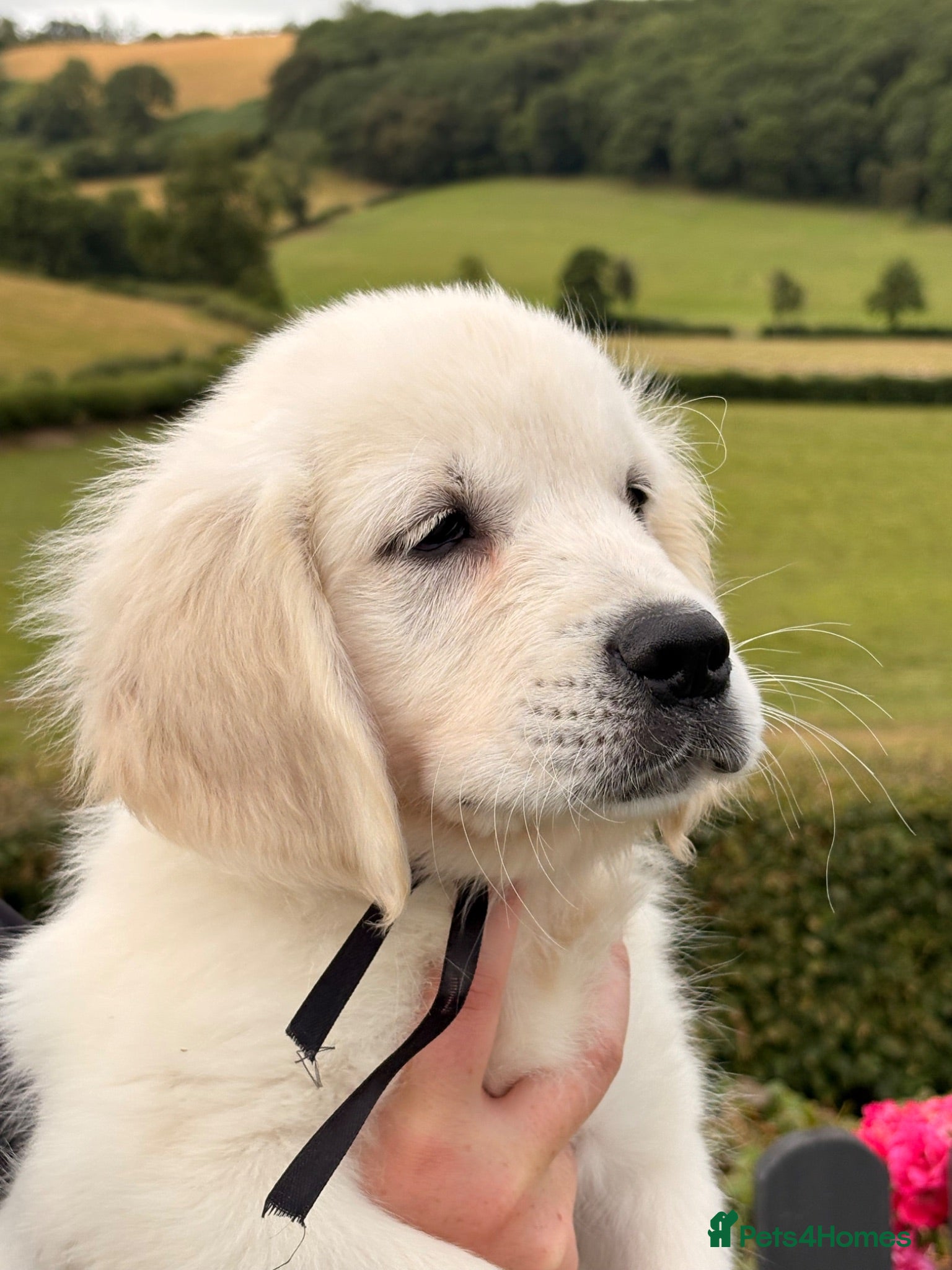 Golden Retriever dogs Kc registered health tested parents  - Advert 1