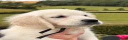 Golden Retriever dogs for sale: Kc registered health tested parents  - Advert 10