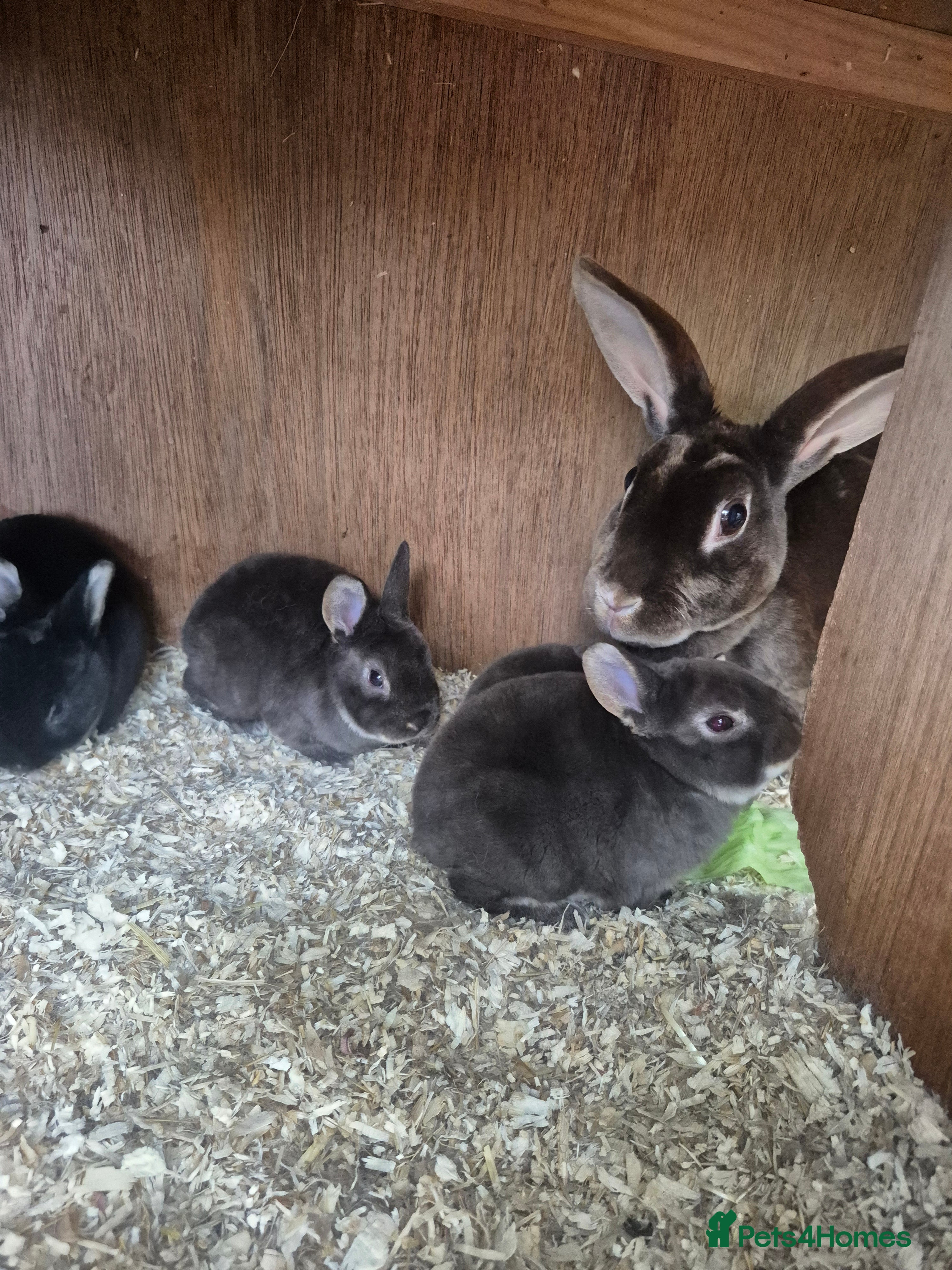 Rex rabbits for sale: Standard rex rabbits  - Advert 5