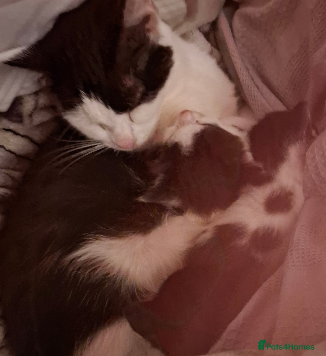 Mixed Breed cats for sale: 3 Kittens awaiting there new family. - Advert 7