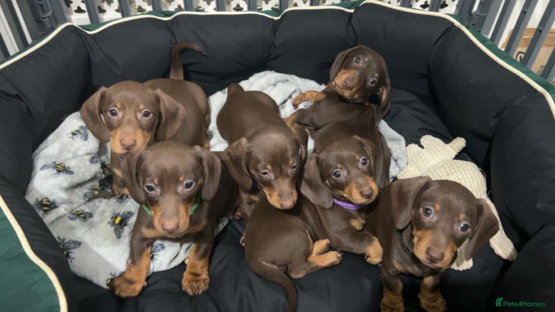 Dachshund dogs for stud: For stud only !! Chocolate dachshund  - Image 5