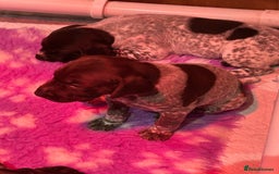 German Shorthaired Pointer dogs for sale: Gorgeous litter of German Shorthair puppies - Image 19