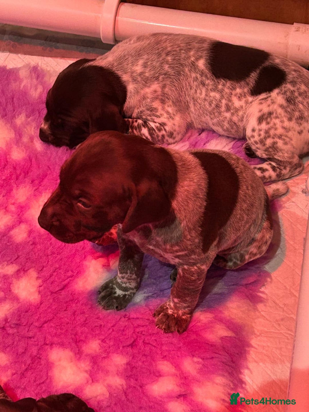 German Shorthaired Pointer dogs for sale: Gorgeous litter of German Shorthair puppies - Image 19