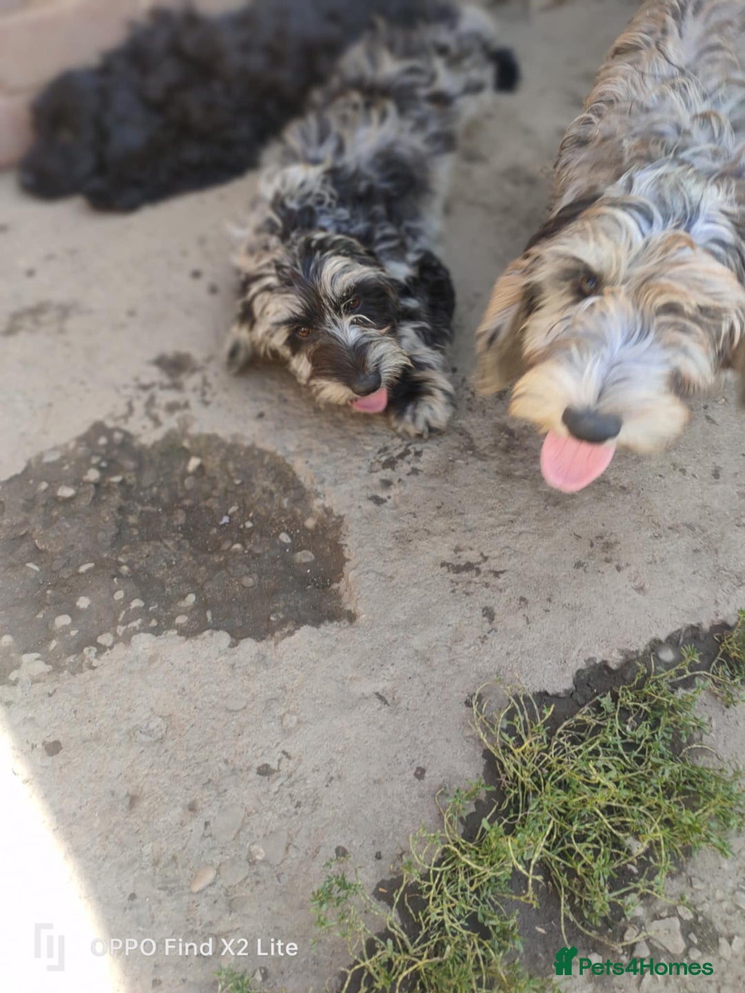 Cockapoo dogs for sale: 2 beautiful cockapoo desperate for forever homes  - Image 1
