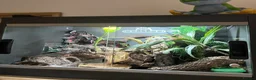 Gecko reptiles for sale: Pictus gecko breeding pair with enclosure - Advert 2