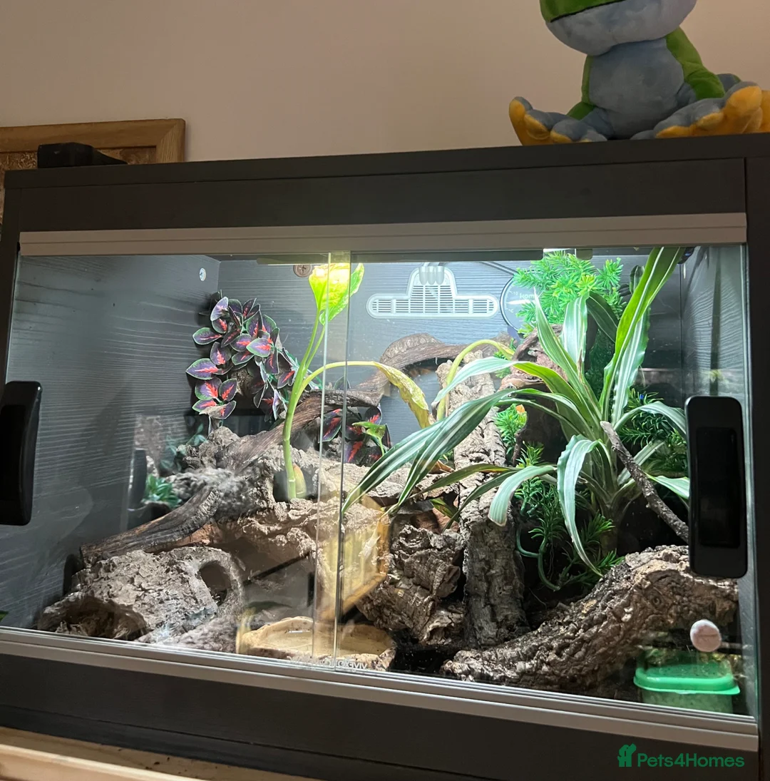 Gecko reptiles for sale: Pictus gecko breeding pair with enclosure - Advert 2