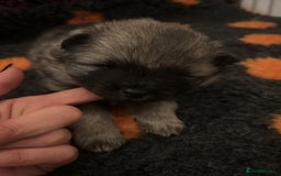 Keeshond dogs for sale: Keeshonds Two Beautiful Males  - Image 4