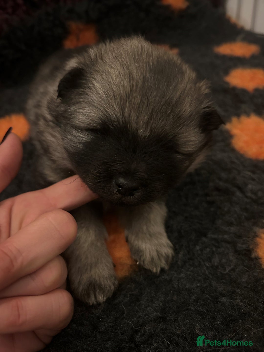 Keeshond dogs for sale: Keeshonds Two Beautiful Males  - Image 4