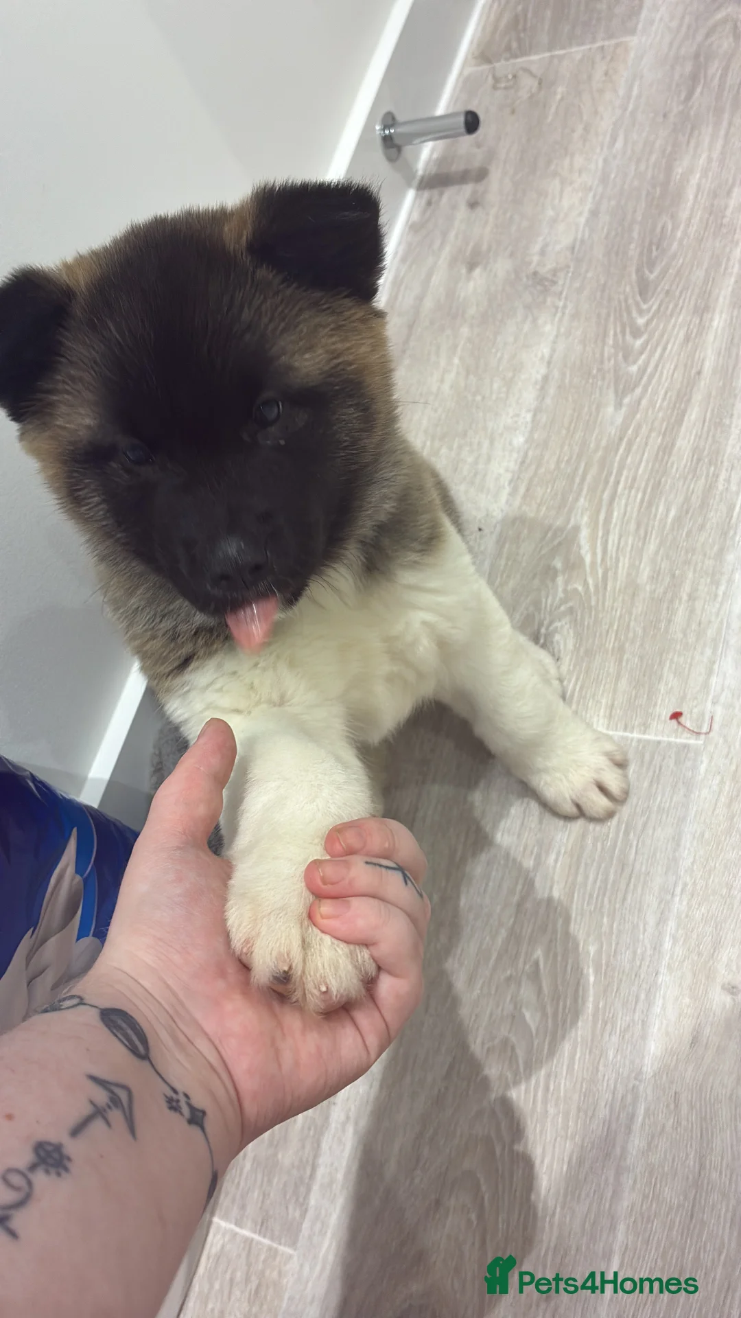 Akita dogs for sale: Likkle Sweetheart Akita Pup - Advert 4