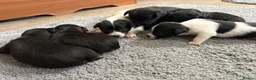 Jack Chi dogs for sale: 6 Adorable Puppies for Sale-4 Black, 2 Blac &White in Stourport-on-Severn - Advert 2