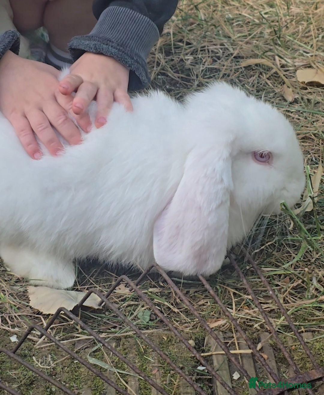 French Lop rabbits Pedigree French Lop - Advert 13