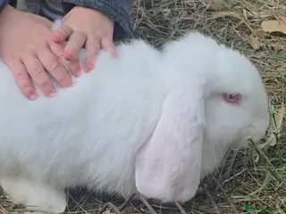 French Lop rabbits Pedigree French Lop - Advert 13