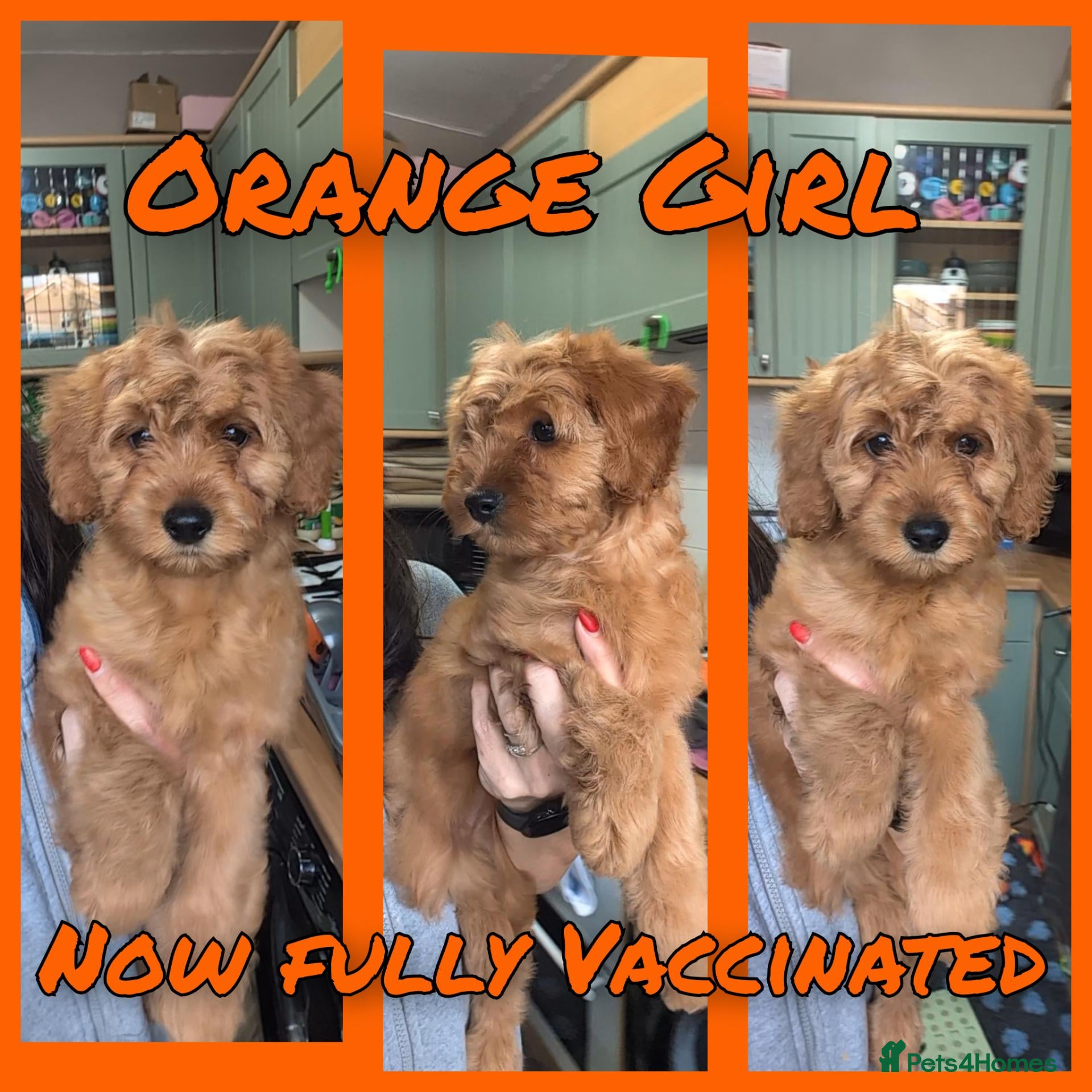 Cockapoo dogs for sale: LAST GIRL LEFT 1 x Red Cockapoo Girl For Sale - Advert 2
