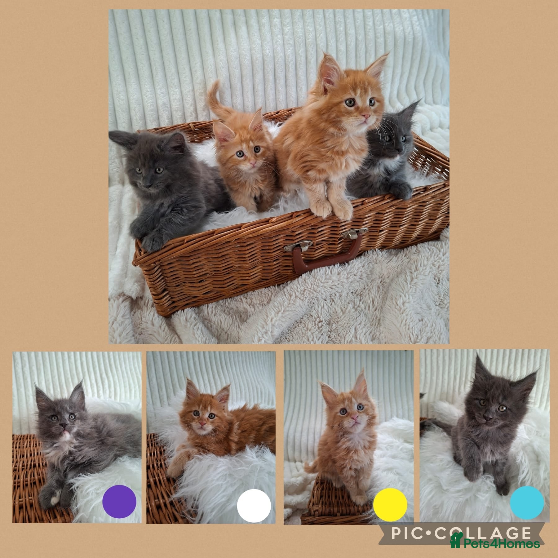 Maine Coon cats 🤍🐈‍⬛GORGEOUS 8 WEEK OLD MAINE COON KITTENS🐈‍⬛🤍 - Advert 2