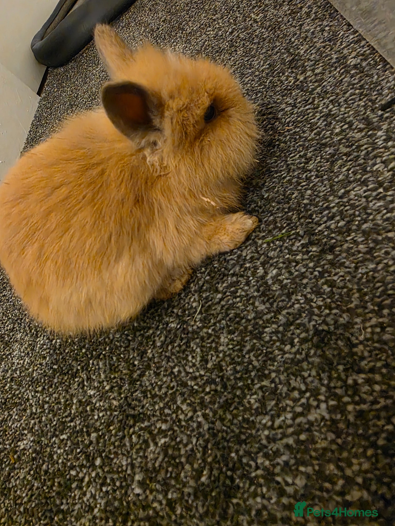 Lionhead rabbits Mr.Babu - Advert 1