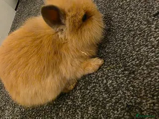 Lionhead rabbits Mr.Babu - Advert 1