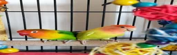 Lovebirds birds for sale: Pair of lovebirds with cage full setup in Barnsley - Advert 1