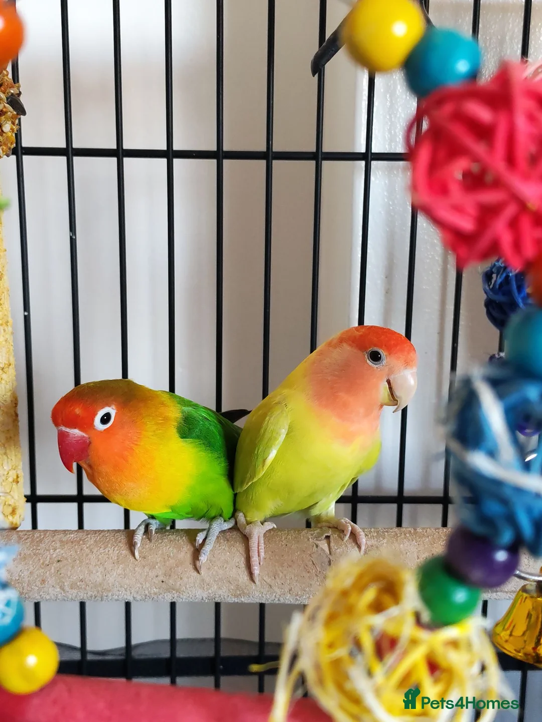 Lovebirds birds for sale: Pair of lovebirds with cage full setup in Barnsley - Advert 1