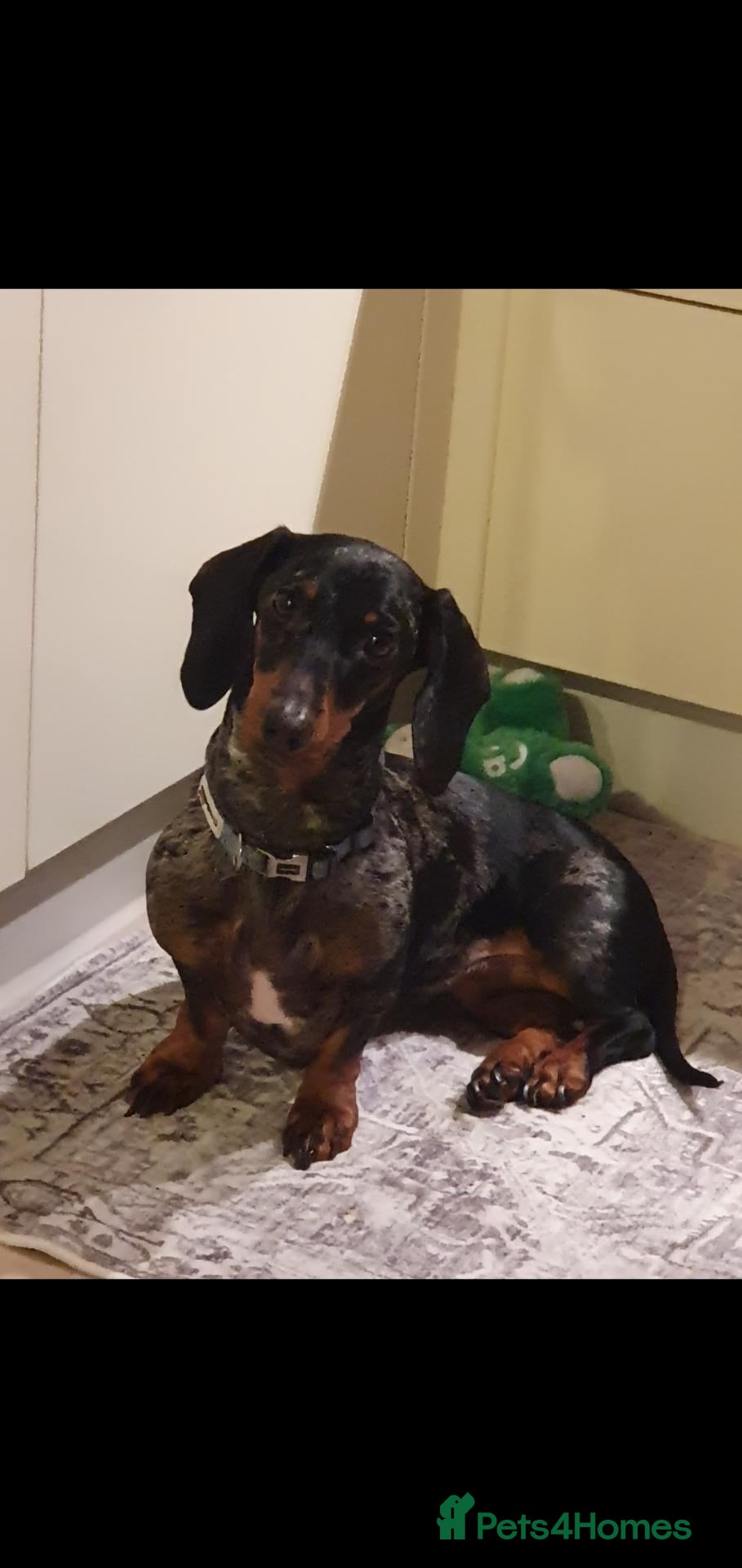 Dachshund dogs Penny - Advert 1