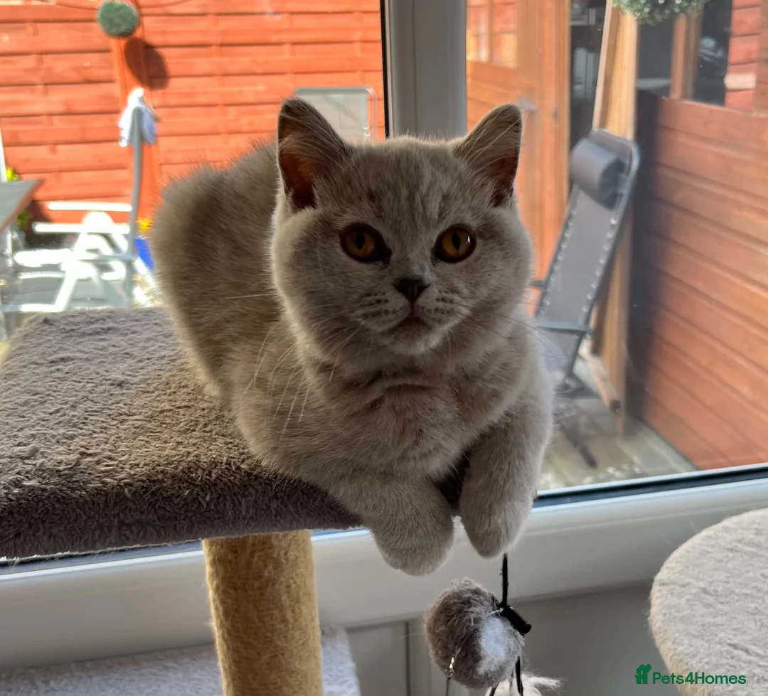 British Shorthair cats for sale: STUNNING GCCF ACTIVE LILAC KITTEN in Weston-super-Mare - Advert 2