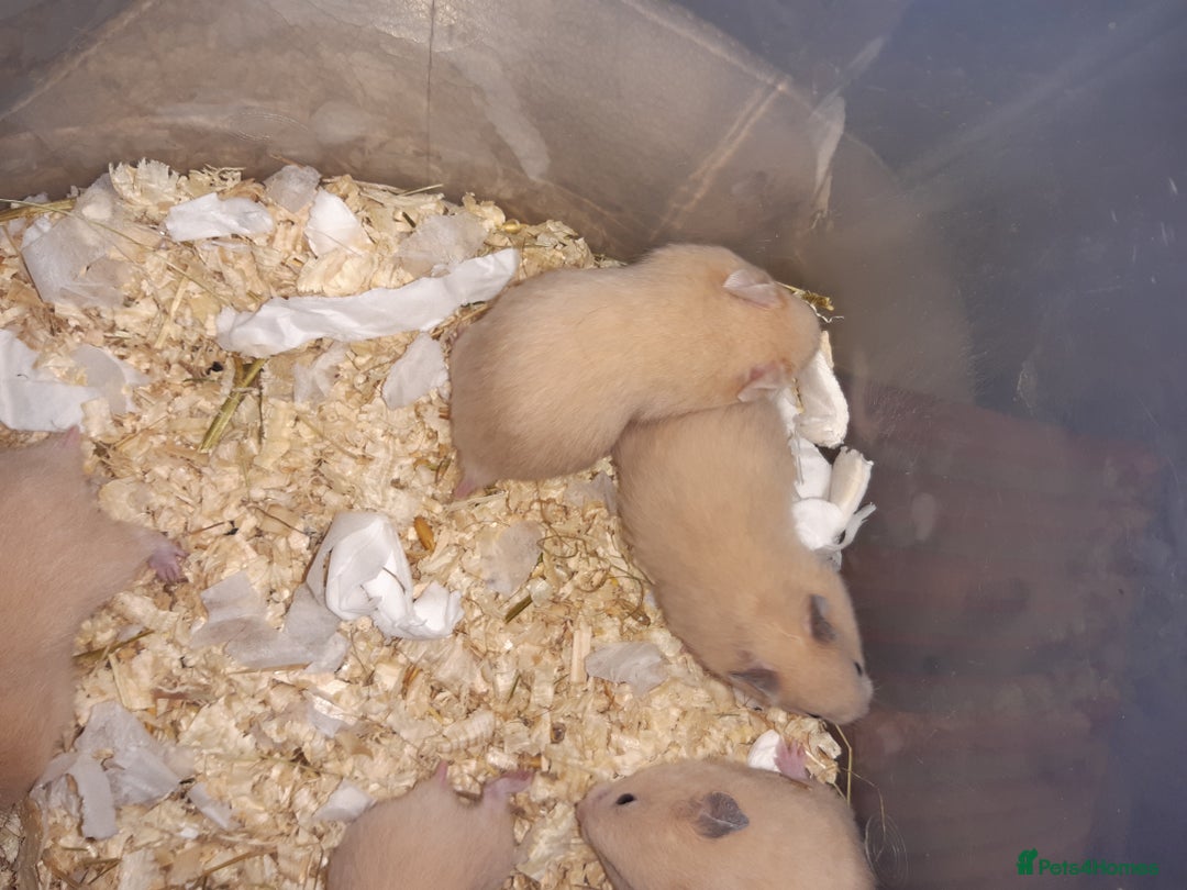 Hamster rodents for sale: Baby Syrian hamsters ready now  - Image 2