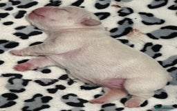 French Bulldog dogs for sale: Quality Frenchbull dogs - Image 8
