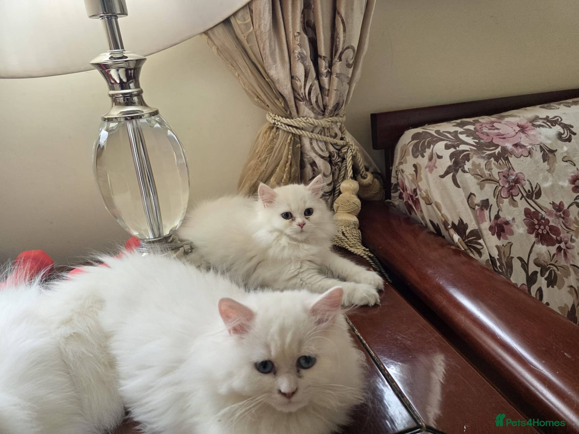 Persian cats Persian angels, 4 girls, one boy - Advert 2