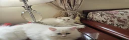 Persian cats for sale: Persian angels, 4 girls, one boy in Northwood - Advert 5