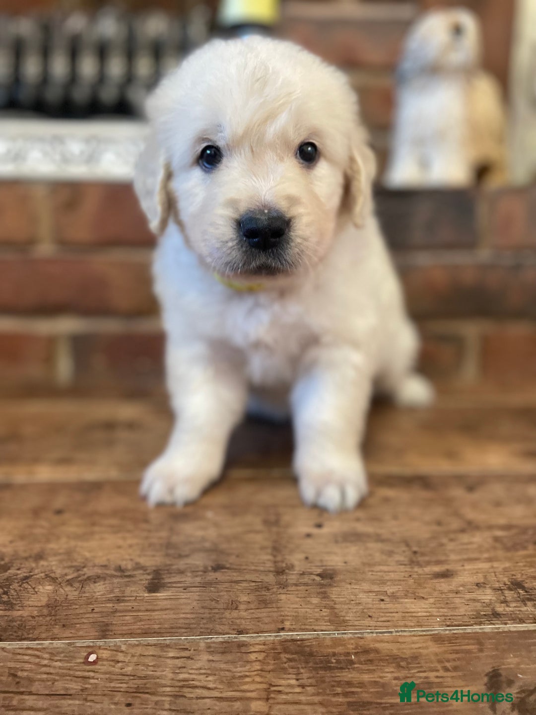 Golden Retriever dogs for sale: KC Reg Cream Boys from health tested parents.  - Advert 3