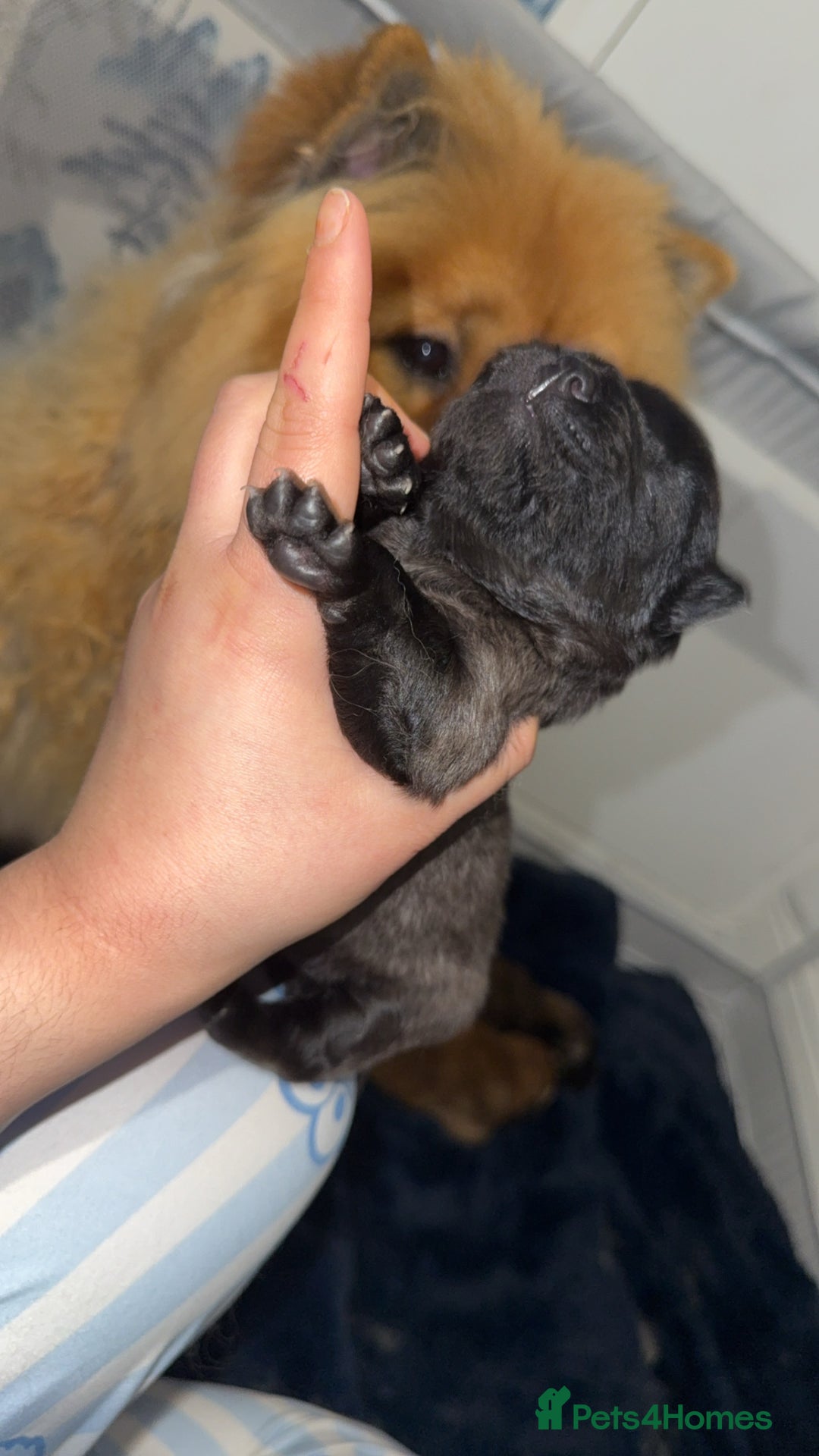 Chow Chow dogs for sale: Chow chow puppies  - Advert 23