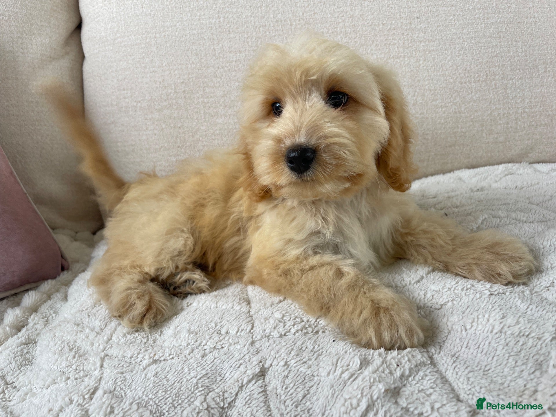 Cockapoo dogs Ready NOW F1 toy cockapoos - Advert 1